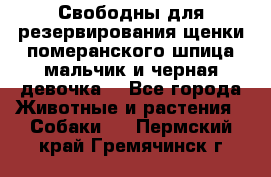 Свободны для резервирования щенки померанского шпица мальчик и черная девочка  - Все города Животные и растения » Собаки   . Пермский край,Гремячинск г.